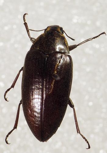Réf. 245 056 : Epitragus sp.
